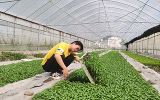 烟农利用闲置育苗大棚种植辣椒