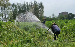 农民正在浇灌田地。
