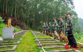 驯导员与军犬共同向逝去的军犬敬礼。