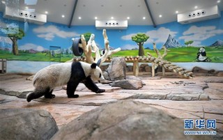 （社会）（1）大熊猫安家辽宁鞍山