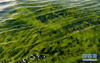 （图文互动）（4）记者手记：亲历莫克兰海沟的大规模藻华现象