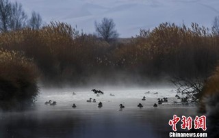 甘肃敦煌湿地越冬候鸟翩跹起舞