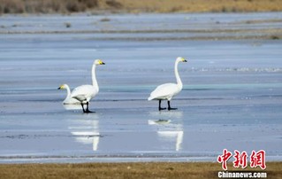 截至目前，已监测到国家Ⅰ级保护鸟类白尾海雕2只，国家Ⅱ级保护鸟类大天鹅13只，国家Ⅱ级保护鸟类白额雁13只，国家重点保护鸟类白鹭16只、苍鹭2只，绿头鸭、赤麻鸭、鹊鸭等500余只 王斌银 摄