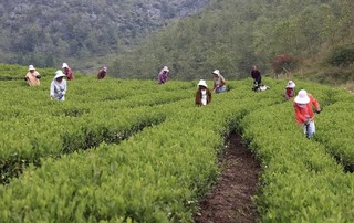 茶农在茶园开展管护工作。 杨再发摄