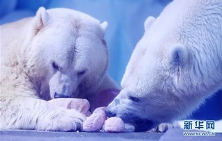 （环境）（4）北极熊欢乐度元宵