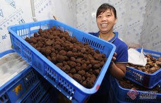 云南野生菌旺销势头不减 松茸刚收尾松露又上市(组图)