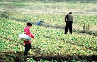 进入春季,黎城街道黎东村农民抓住大好时机,纷纷走进田间开始春季翻地