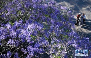 （国际）（3）悉尼：蓝花楹盛放