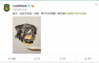 警犬贴了创可贴走红,表情包都出了…网友:这是男子汉的勋章!