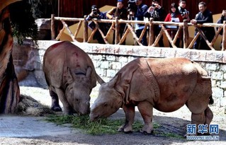 （社会）（3）上海：亚洲独角犀牛正式与游客见面