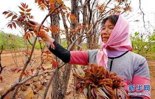 5月3日,秦皇岛市抚宁区台营镇干涧岭村的村民在自家香椿园采摘香椿芽.