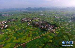 （经济）（2）广西柳州：打造美丽荷塘  助力乡村脱贫