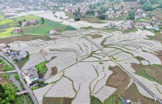 良村镇吼滩坝区烟苗种植基地。张川摄