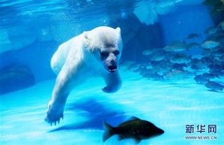 （环境）（2）北极熊欢乐度元宵