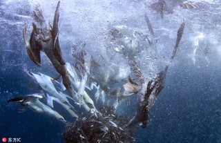南非沙丁鱼群遭鲨鱼及塘鹅双双夹击【7】