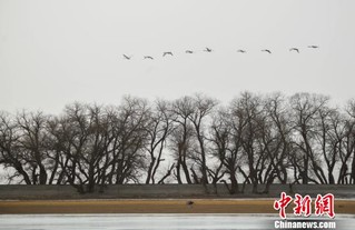 图为候鸟在飞翔在空中。　王斌银 摄