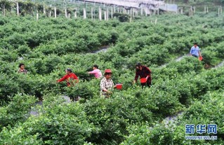 （社会）（2）蓝莓产业助农增收