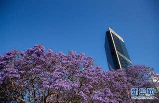 （国际）（8）悉尼：蓝花楹盛放