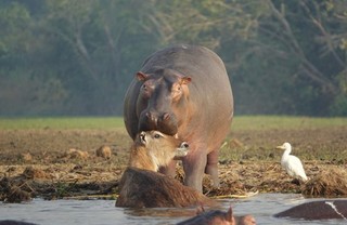 乌干达河马与鳄鱼生死较量 勇助水羚脱险