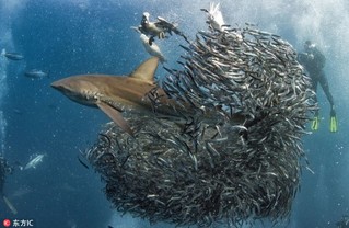 南非沙丁鱼群遭鲨鱼及塘鹅双双夹击