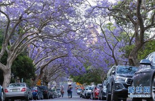 （国际）（1）在悉尼邂逅紫色浪漫