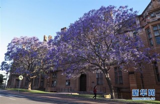 （国际）（2）在悉尼邂逅紫色浪漫
