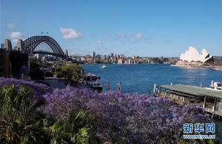 （国际）（7）悉尼：蓝花楹盛放