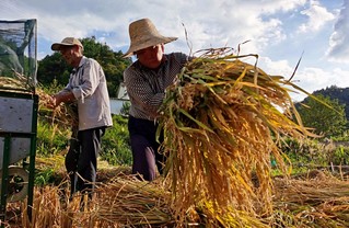 大别山里秋收忙。岳西县委宣传部供图