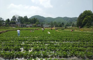 3 图为瓮安县玉山镇白花村种植基地。