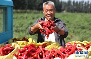（经济）（4）“订单辣椒”富农家