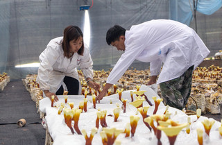 2022年6月22日，山冲村灵芝菌种植基地合作社社员正在为灵芝孢子粉收集做前期覆膜准备。人民网 虎遵会摄