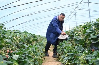 莓农张香宋在采摘草莓。杜刚 摄