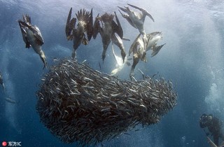 南非沙丁鱼群遭鲨鱼及塘鹅双双夹击【4】