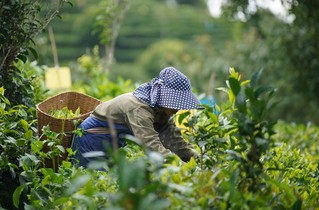 倚象镇竜竜村茶农杨大姐正在采茶。人民网王星 摄