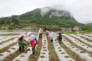 烟苗移栽。张川摄
