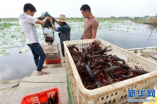 鲜活小龙虾上市 特色养殖富农家