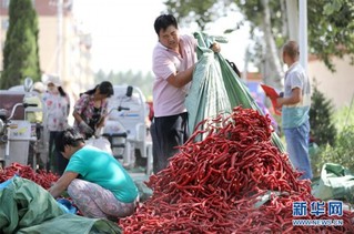 （经济）（3）“订单辣椒”富农家