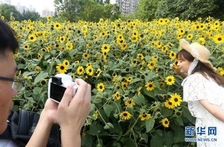 （社会）（2）上海：暂别阴雨 游人赏花