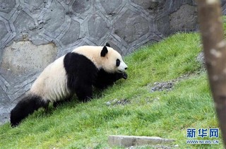 （社会）（6）甲勿海大熊猫保护研究园开园