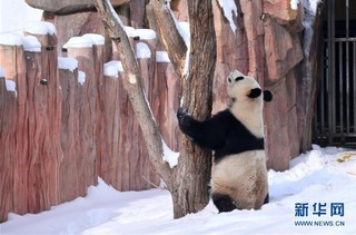 （社会）（4）大熊猫雪后“撒欢”