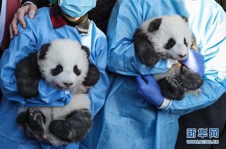 （国际）（7）在德出生大熊猫双胞胎命名为“梦想”“梦圆”