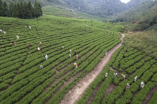 郭家田茶叶基地。 聂康摄