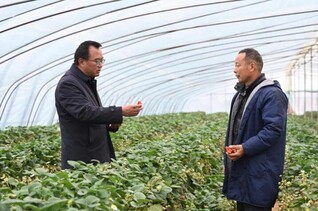 草莓协会会长与莓农交流种植经验。杜刚 摄