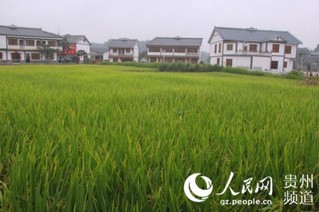 图为花茂村的美丽田园。王钦摄