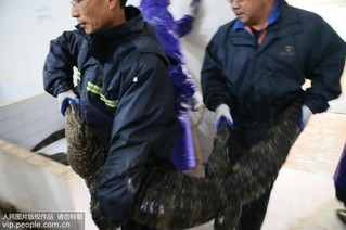 安徽：扬子鳄越冬转场 工作人员10天徒手抓捕上万条扬子鳄
