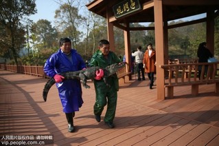 安徽：扬子鳄越冬转场 工作人员10天徒手抓捕上万条扬子鳄【2】