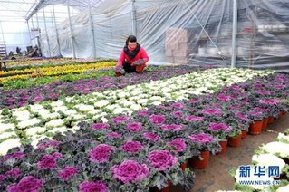 #（社会）（1）江苏如皋：花卉产业助农增收