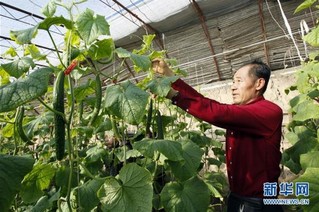（社会）（1）简泉村：整村发展设施农业 助力农民增收致富 