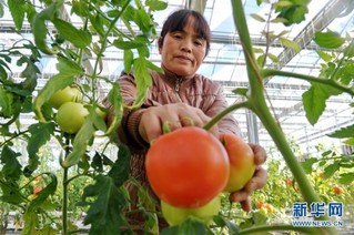 （经济）（2）河北青县：合作社助农增收