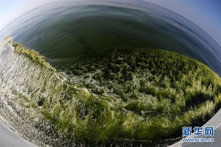 （图文互动）（5）记者手记：亲历莫克兰海沟的大规模藻华现象